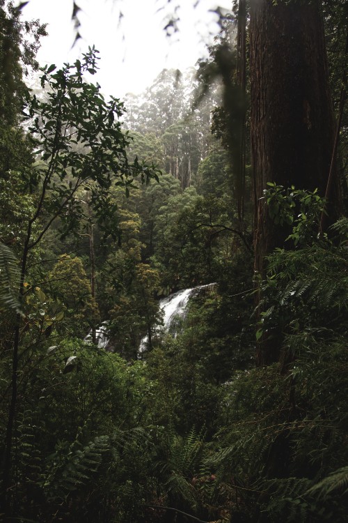 Image forest, rainforest, jungle, tree, nature