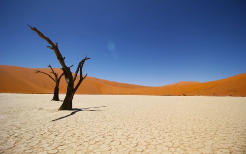 Image leafless tree on white sand during daytime