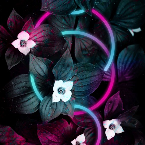 Image android, colored, flower, purple, petal