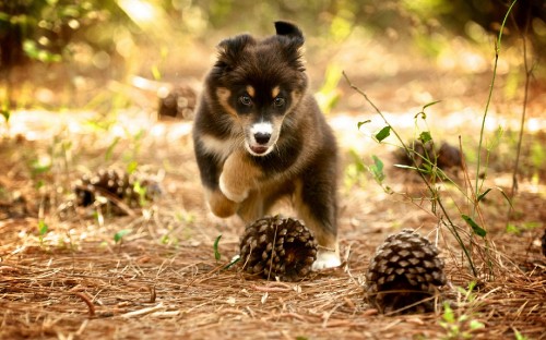 Image black and brown long coated dog on brown dried leaves during daytime