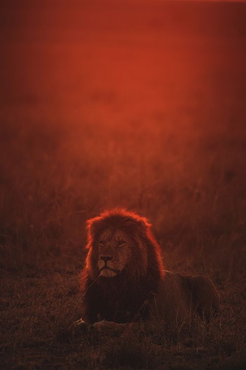 Lion Couché Sur Terrain en Herbe Pendant la Nuit. Wallpaper in 2866x4300 Resolution