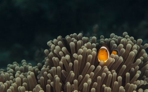 Image orange and white clown fish