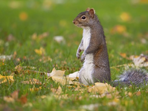 Image brown squirrel on brown log during daytime