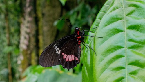 Image black and red butterfly on green leaf during daytime