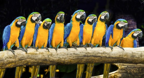 Image blue yellow and green macaw