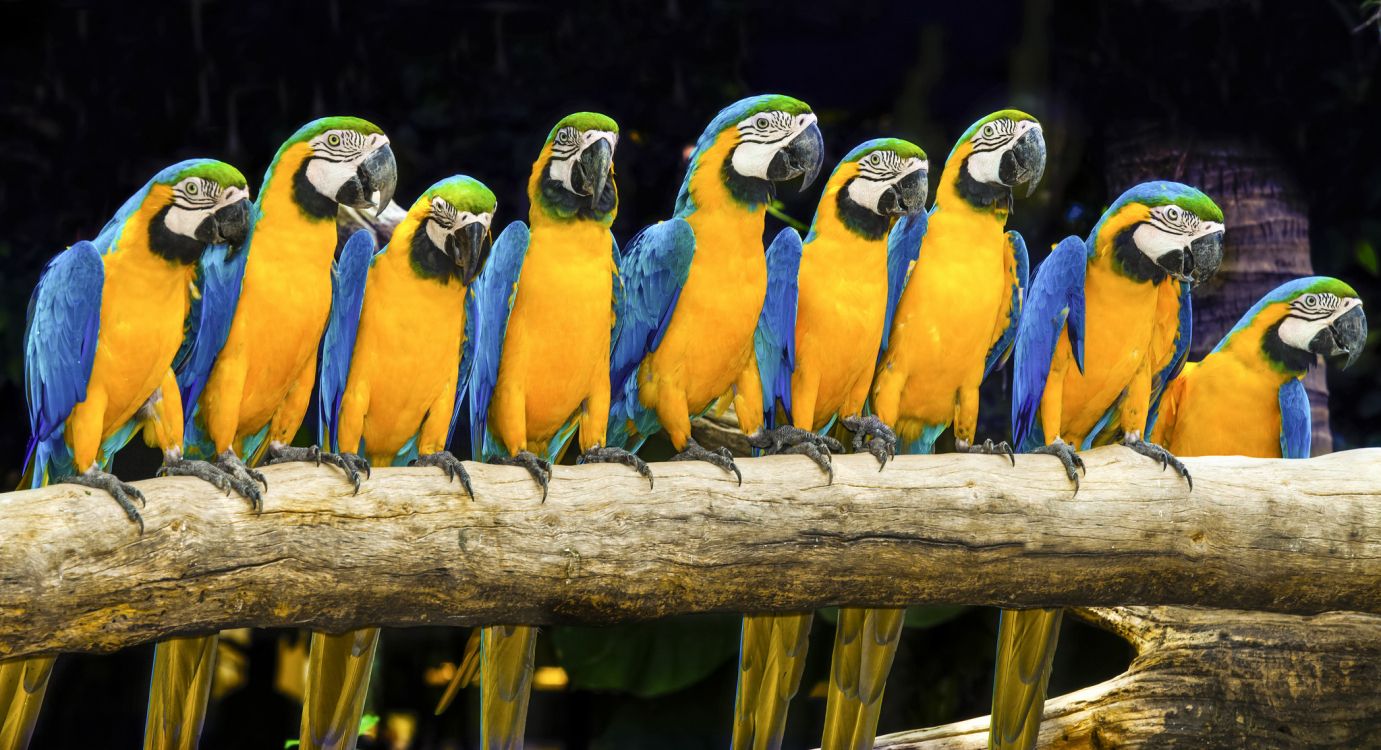 blue yellow and green macaw