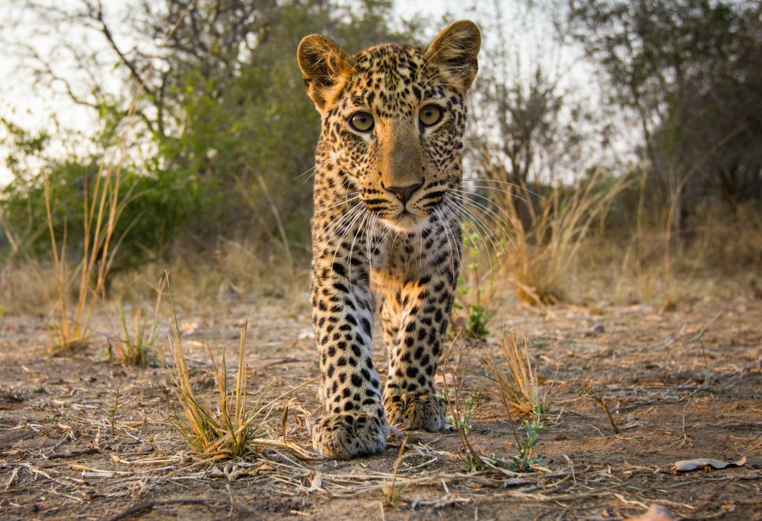 Leopardo Caminando Sobre la Hierba Marrón Durante el Día. Wallpaper in 2713x1856 Resolution