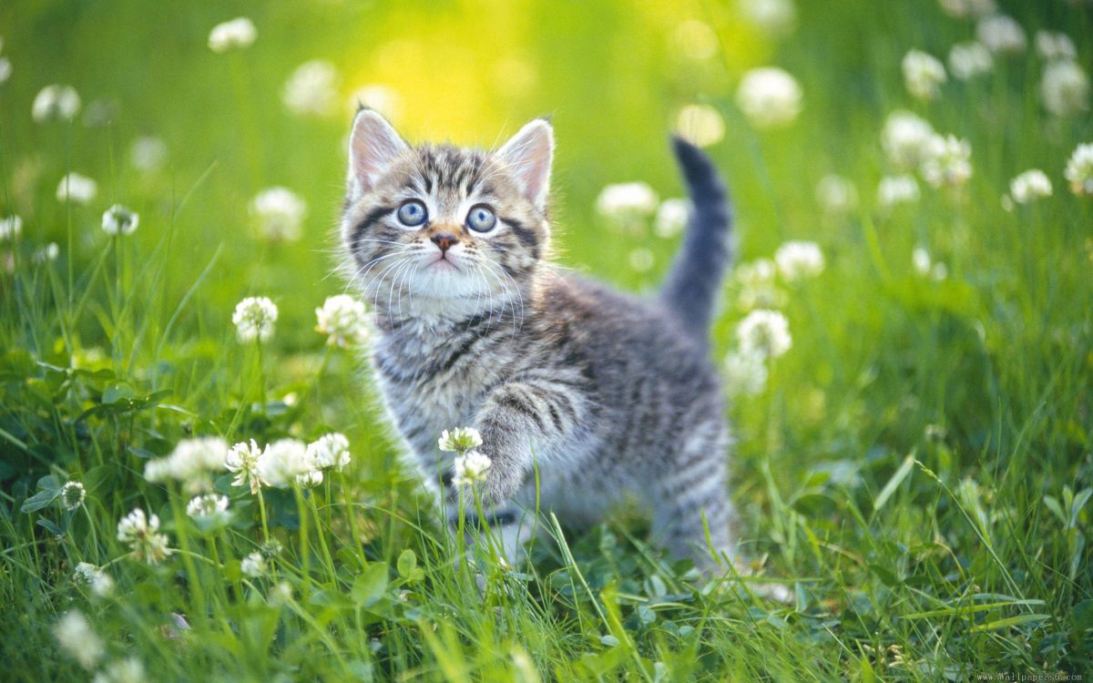 grey and white kitten on green grass during daytime