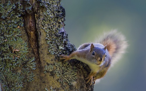 Image brown squirrel on brown tree branch