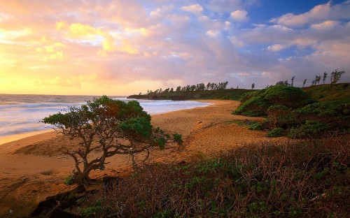 Image green trees on brown sand near body of water during daytime