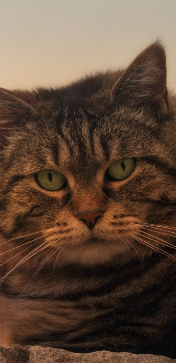 Image brown tabby cat on gray concrete