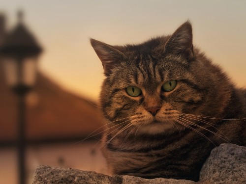 Image brown tabby cat on gray concrete