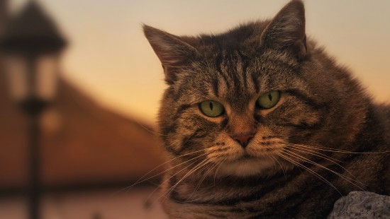 Image brown tabby cat on gray concrete