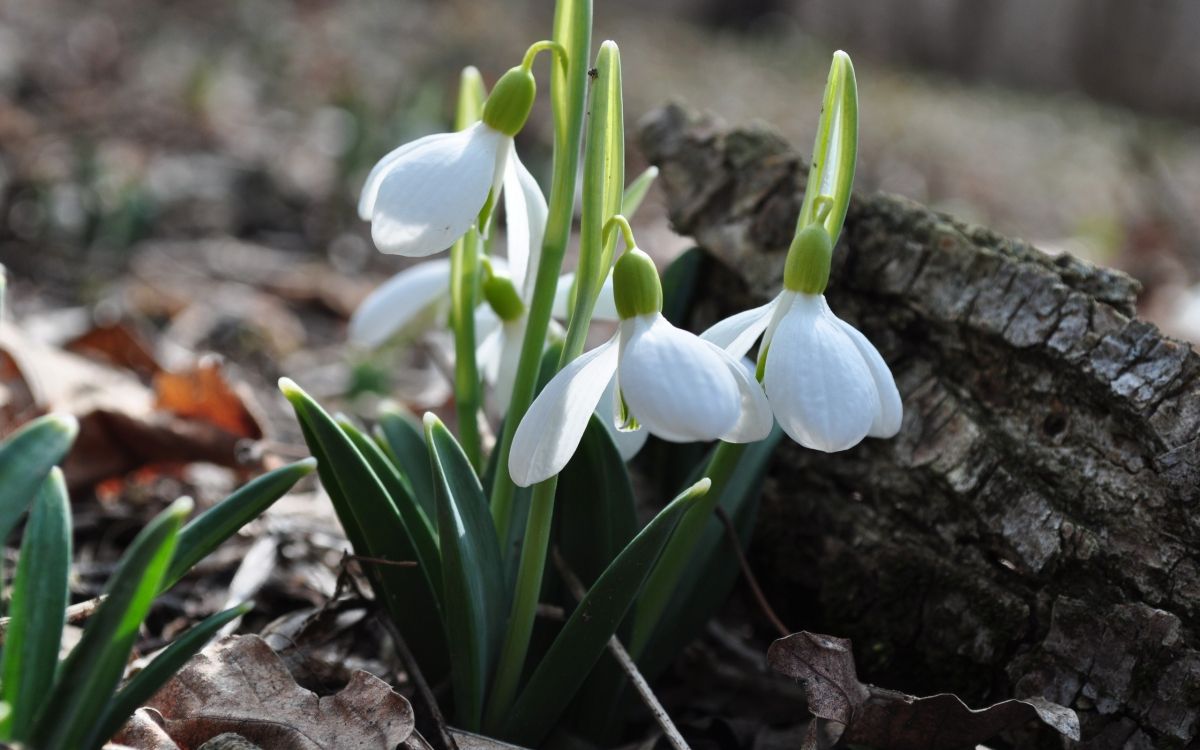 white and green plant on brown soil