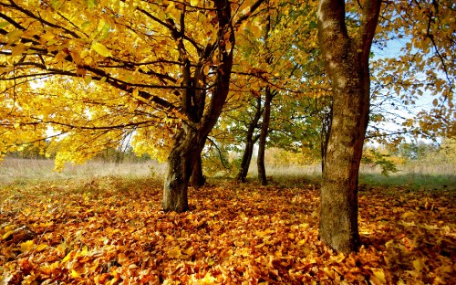 Image brown and yellow leaves on ground