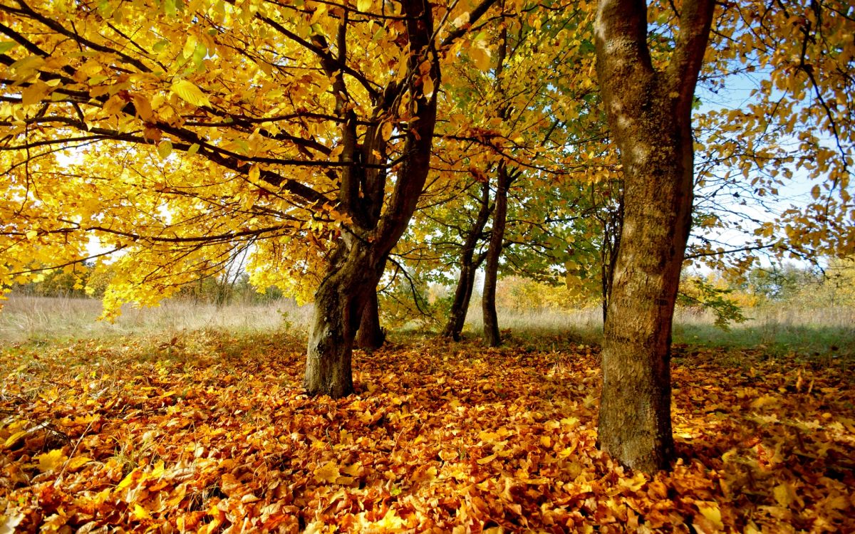 brown and yellow leaves on ground