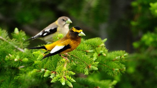 Image yellow and black bird on green plant