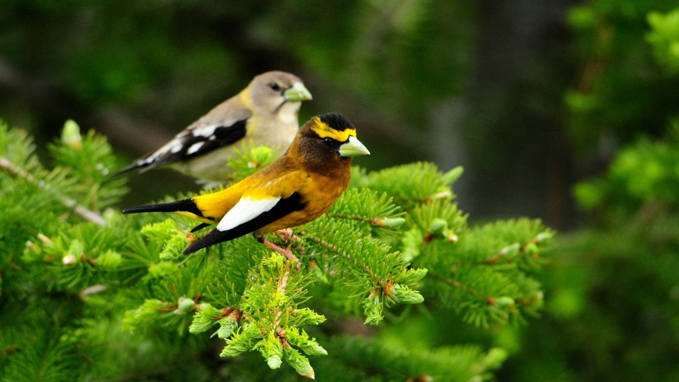 yellow and black bird on green plant