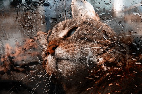 Image brown tabby cat in water