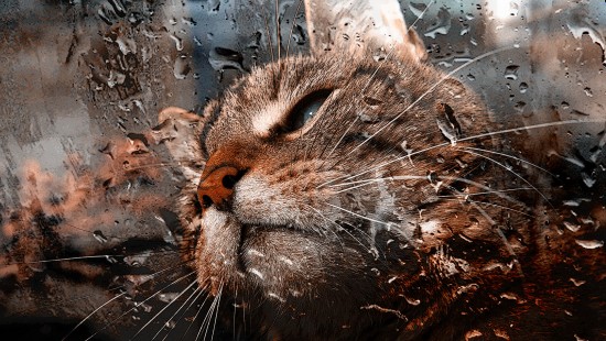 Image brown tabby cat in water