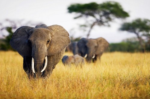 Image gray elephant on brown grass field during daytime