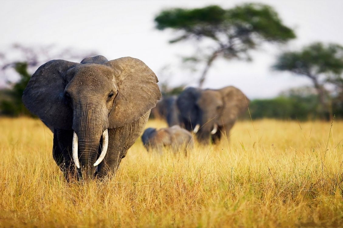 gray elephant on brown grass field during daytime