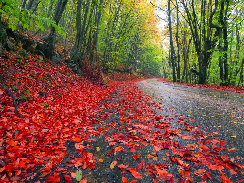 Feuilles Rouges Sur la Route Entre Les Arbres Verts Pendant la Journée. Wallpaper in 2560x1920 Resolution