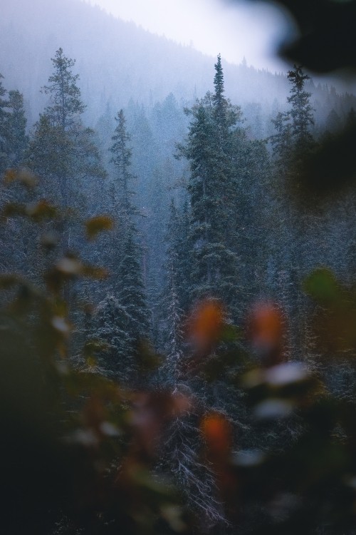 Image larch, vegetation, biome, wilderness, spruce