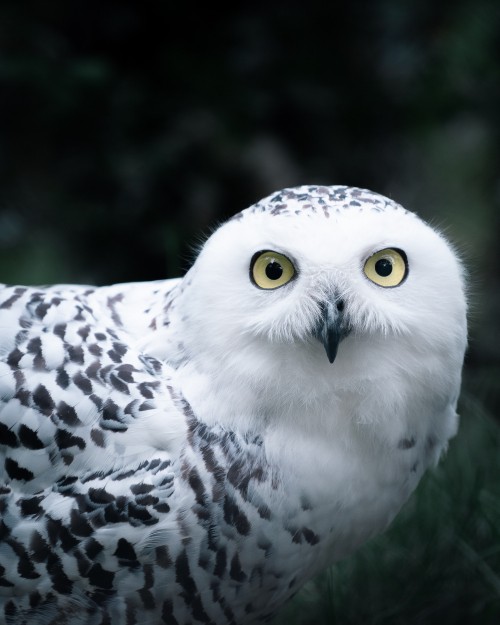 Image white and black owl in close up photography