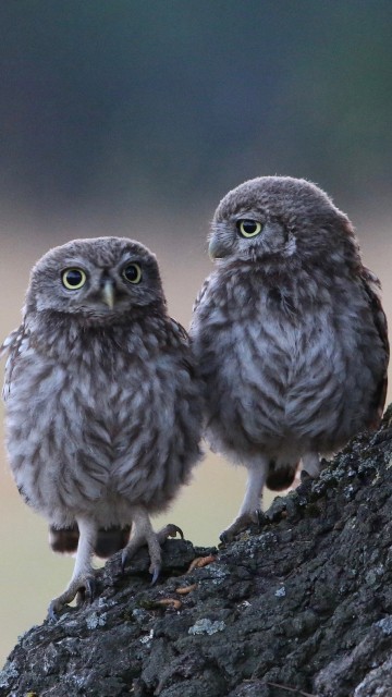Image bird of prey, branch, wildlife, two owls, barred owl