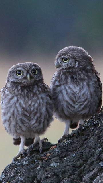 Image bird of prey, branch, wildlife, two owls, barred owl