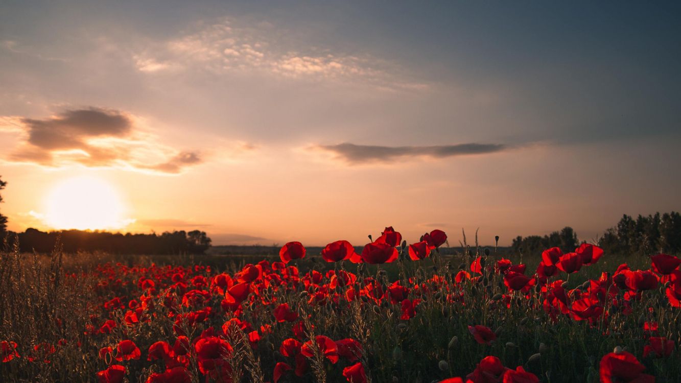Champ de Fleurs Rouges au Coucher du Soleil, le Seigneur Des Anneaux, Pavot, Atmosphère, Paysage Naturel. Wallpaper in 2560x1440 Resolution