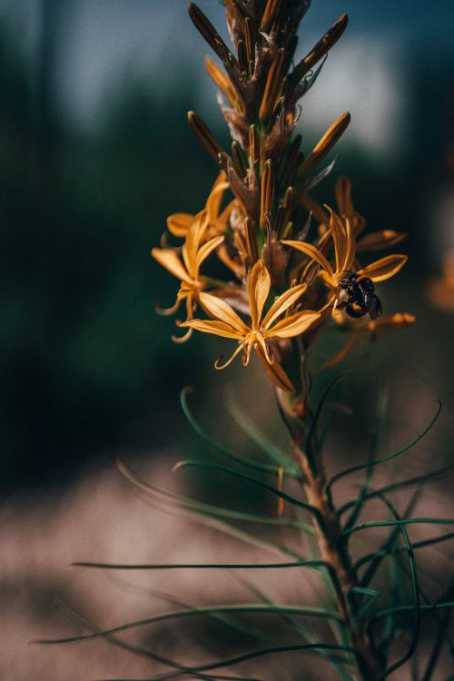 显花植物, 弹簧, 植物干, 开花, 野花 壁纸 4631x6943 允许