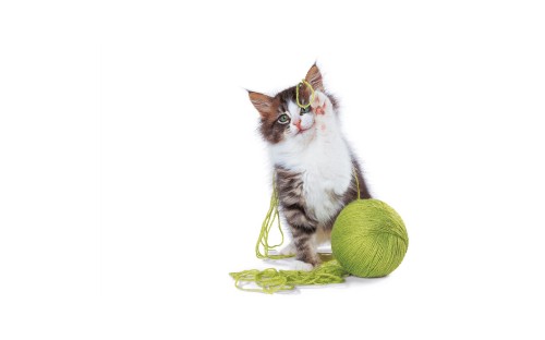 Image white and black cat on green and yellow round fruit