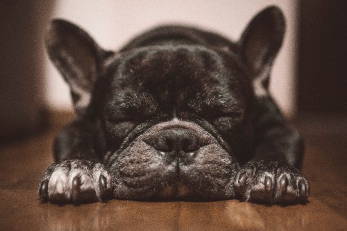 Image black french bulldog puppy lying on brown wooden floor