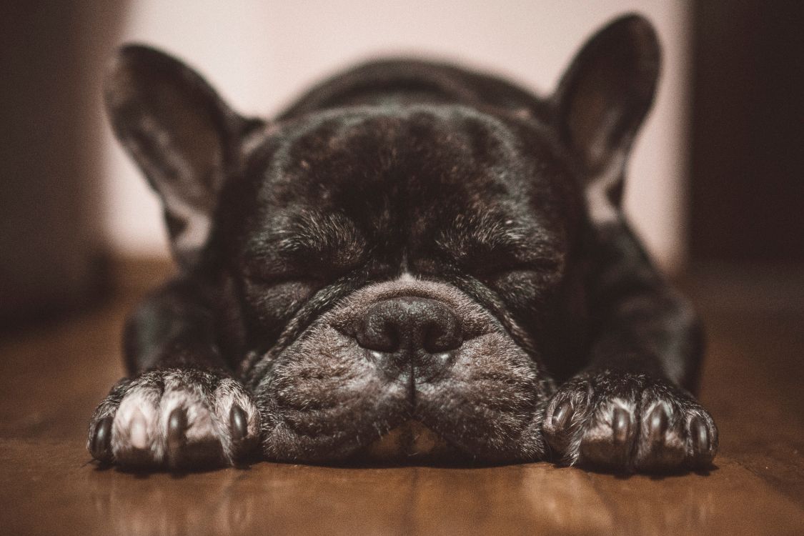 black french bulldog puppy lying on brown wooden floor