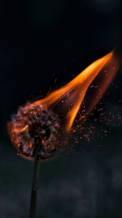 Pissenlit Esthétique en Feu, Feu, Liquid, Gaz, Eau. Wallpaper in 1440x2560 Resolution