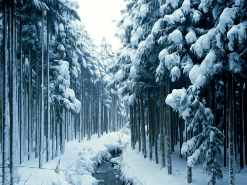 Image snow covered trees during daytime