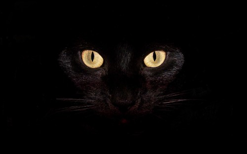 Image black cat with yellow eyes