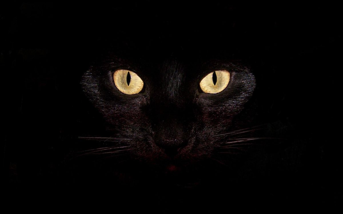 black cat with yellow eyes