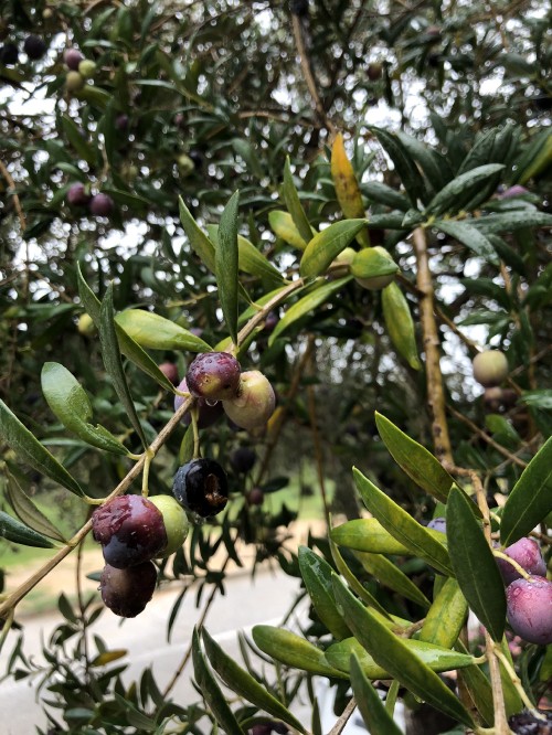 Image olive, fruit tree, biology, science, branch