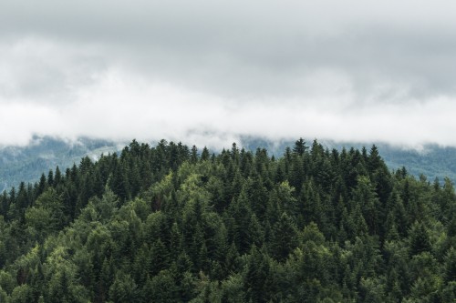 Image green trees under white clouds