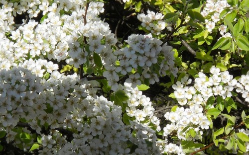 Image white flowers with green leaves