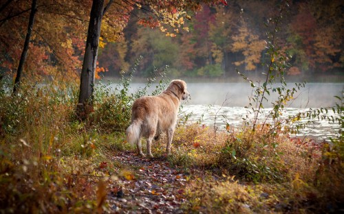 Image white and brown long coated dog on green grass field during daytime