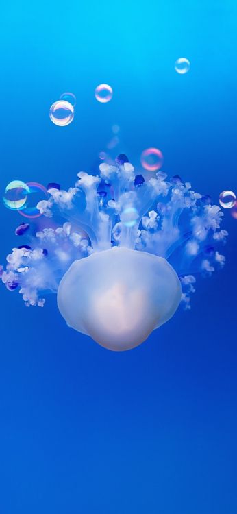 智能手机, 液体, 海洋无脊椎动物, Azure, 水母 壁纸 1080x2340 允许