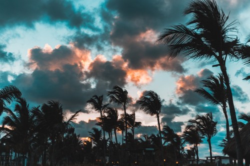 Image palm trees under cloudy sky during sunset