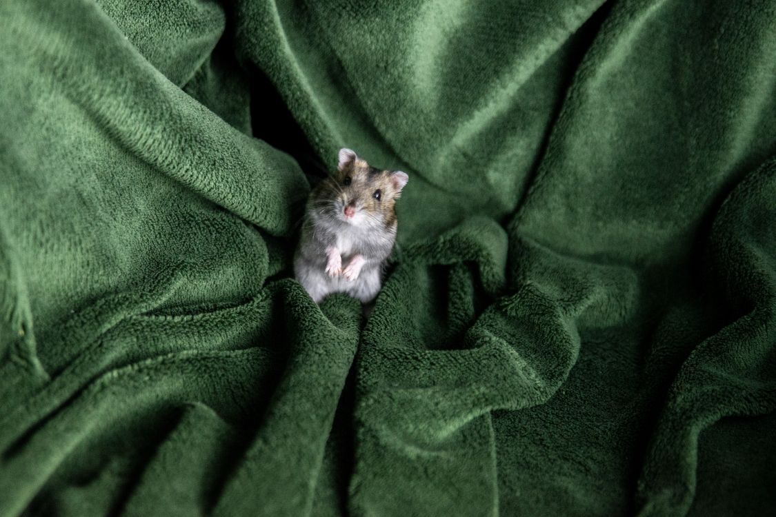 white and brown cat on green textile