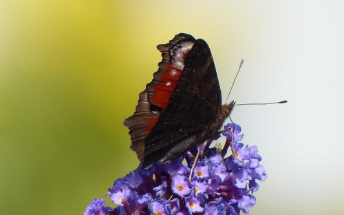 Image brown and black butterfly perched on purple flower in close up photography during daytime