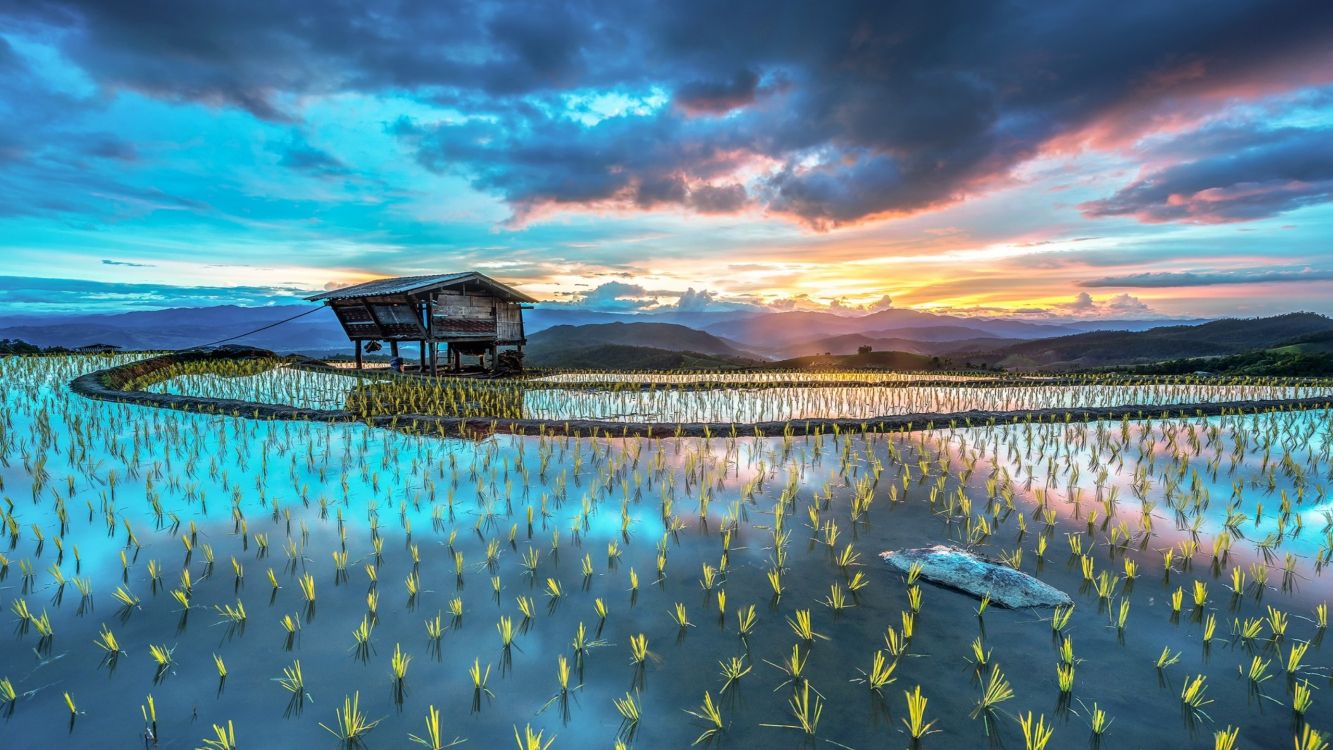 稻田, 露台, 性质, 反射, 大海 壁纸 2560x1440 允许