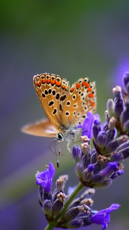 Image blue and brown butterfly perched on purple flower in close up photography during daytime